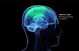 پاورپوینت فصل اول لوب های مغزی و نحوه کارکرد آنها