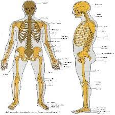 دانلود پاورپوینت فصل دوم اسکلت بدن انسان