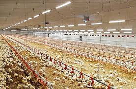 پاورپوینت  نوردهی در سالن مرغداری