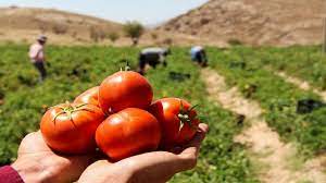 پاورپوینت گوجه فرنگی صنعتی از کاشت تا برداشت